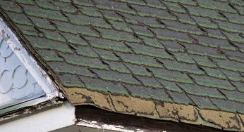 Roof Mold vs. Algae: How to Tell Them Apart